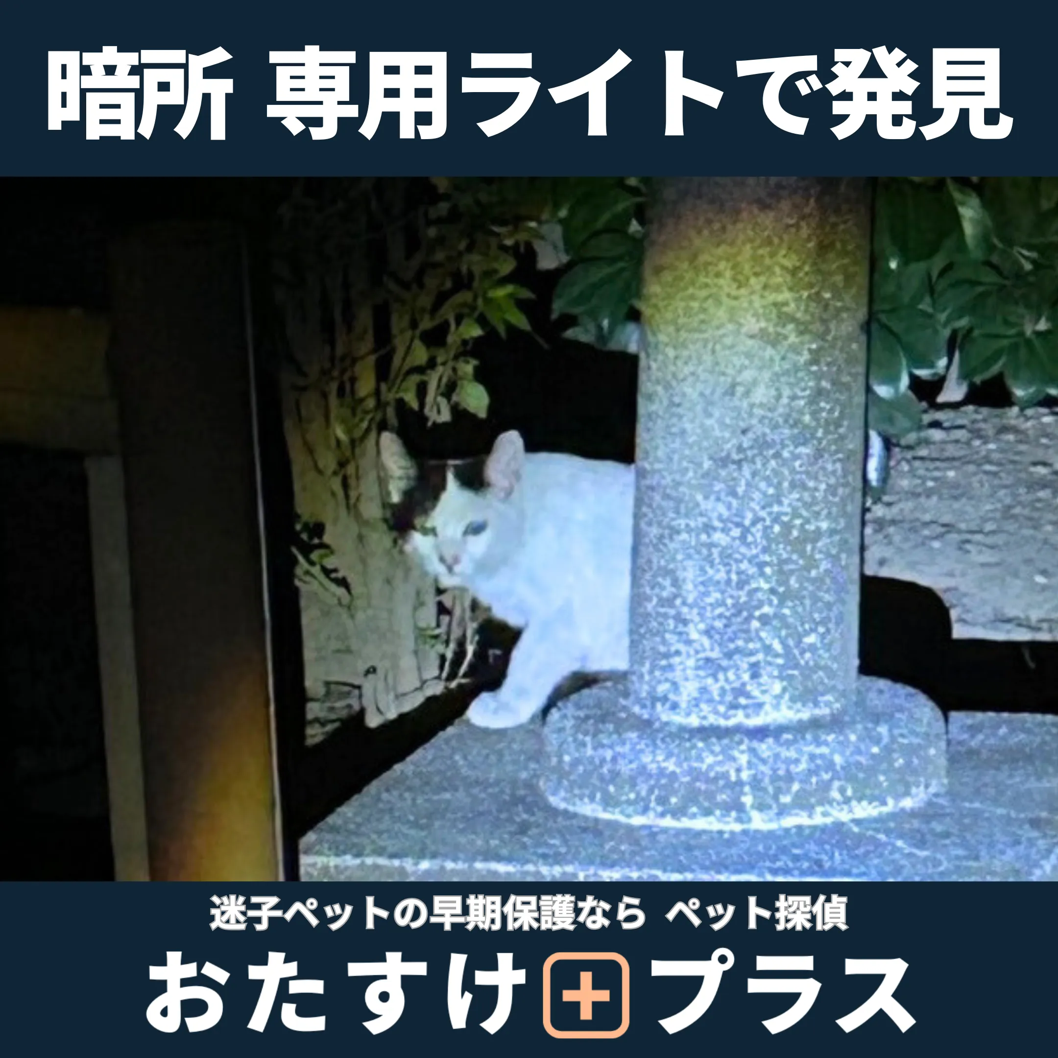 暗い場所を専用のライトで照らし、猫を発見した捜索現場の様子