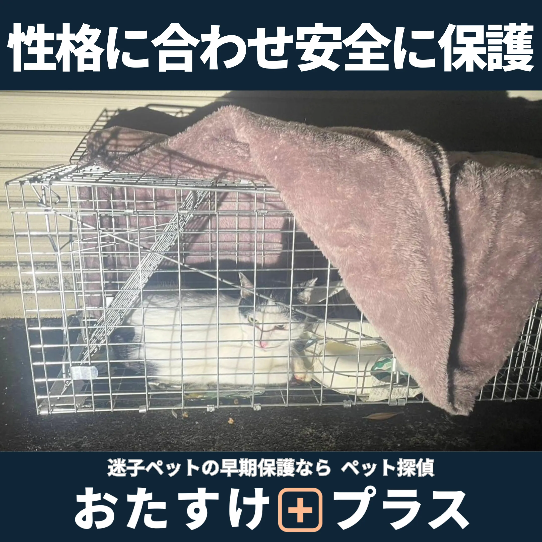 毛布をかけた捕獲器の中で、猫が落ち着いた様子で保護されている捜索現場