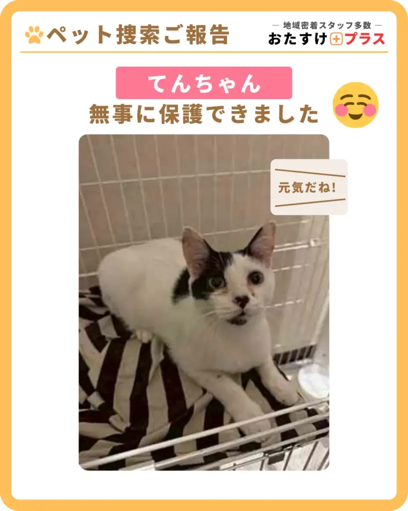 【脱走2日経過→2日プランで保護】福岡県春日原市ペット(猫)捜索事例