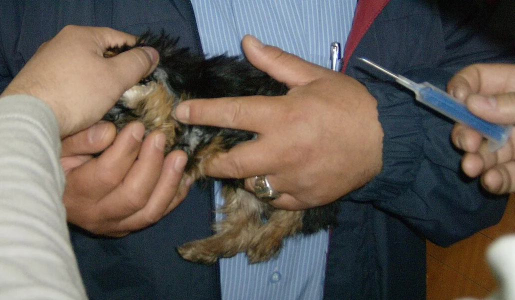 子犬を抱えて、専用の注射器でマイクロチップを入れているところ