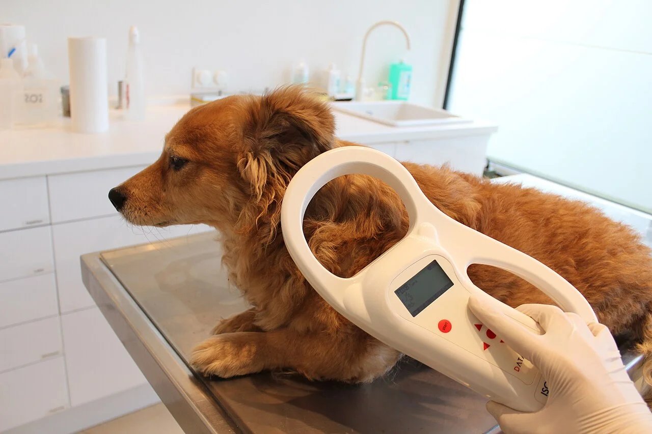 診察台の上の犬の背中に、輪の形の専用リーダーを当ててマイクロチップを読み取っているところ